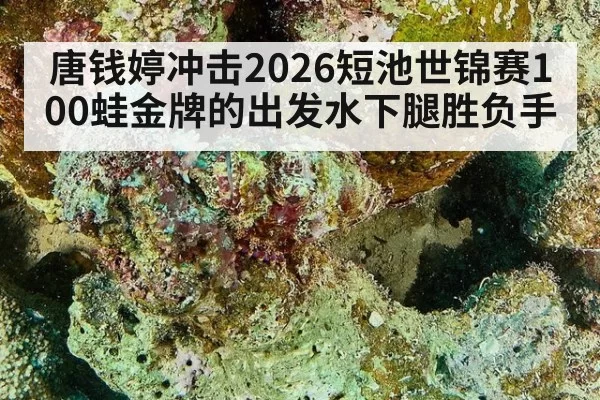 唐钱婷冲击2026短池世锦赛100蛙金牌的出发水下腿胜负手
